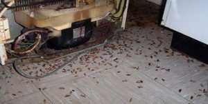 Поморить тараканов в квартире в Тюмени, цены