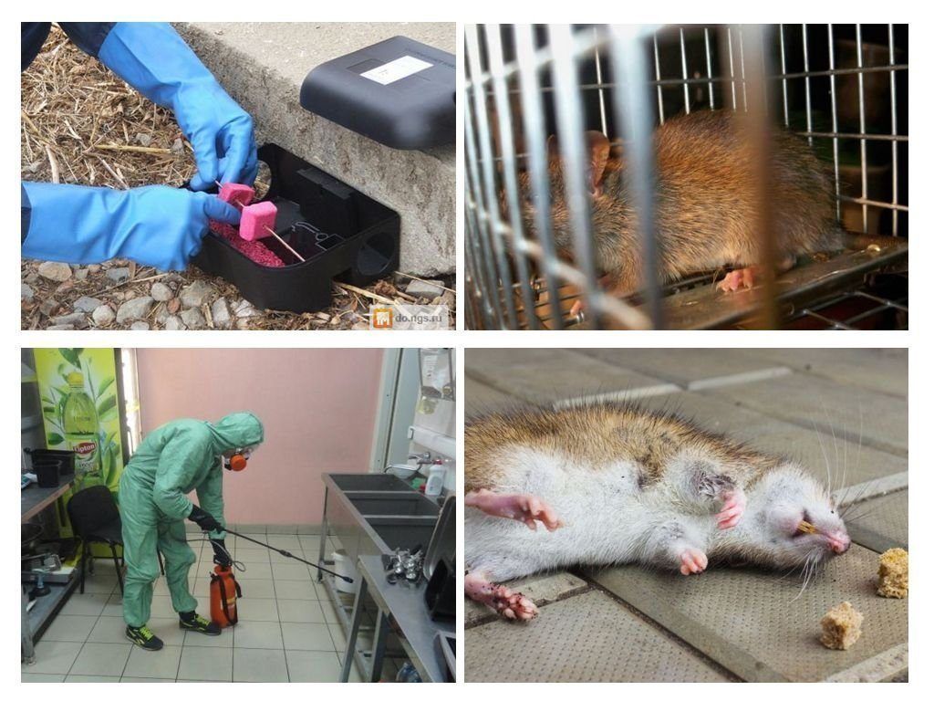 Дератизация от грызунов от крыс и мышей в Тюмени