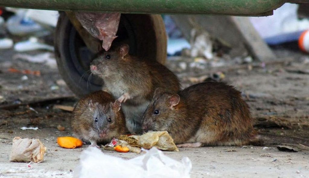 Травить грызунов крыс и мышей в Тюмени