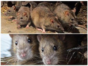 Травить грызунов крыс и мышей в Тюмени