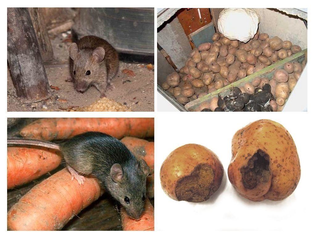 Обработка от грызунов крыс и мышей в Тюмени
