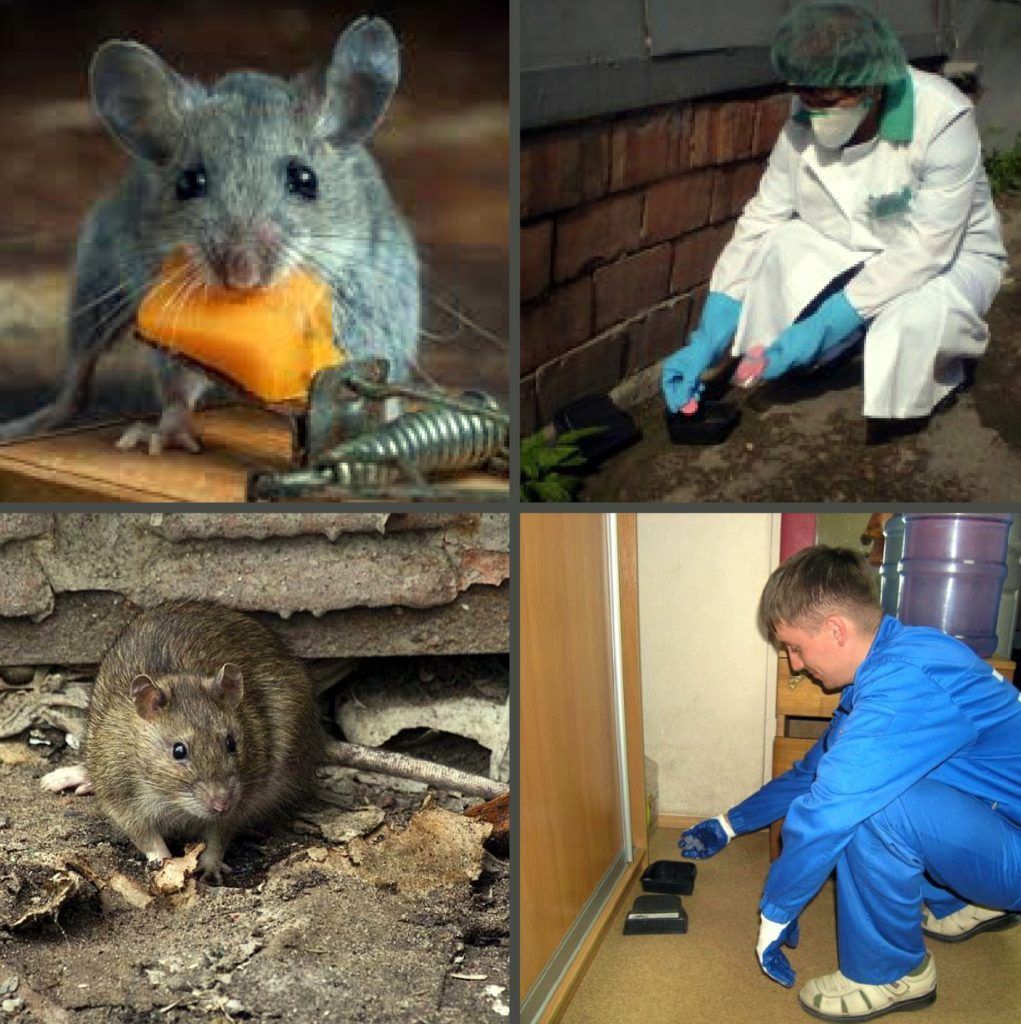 Дезинфекция от грызунов, крыс и мышей в Тюмени