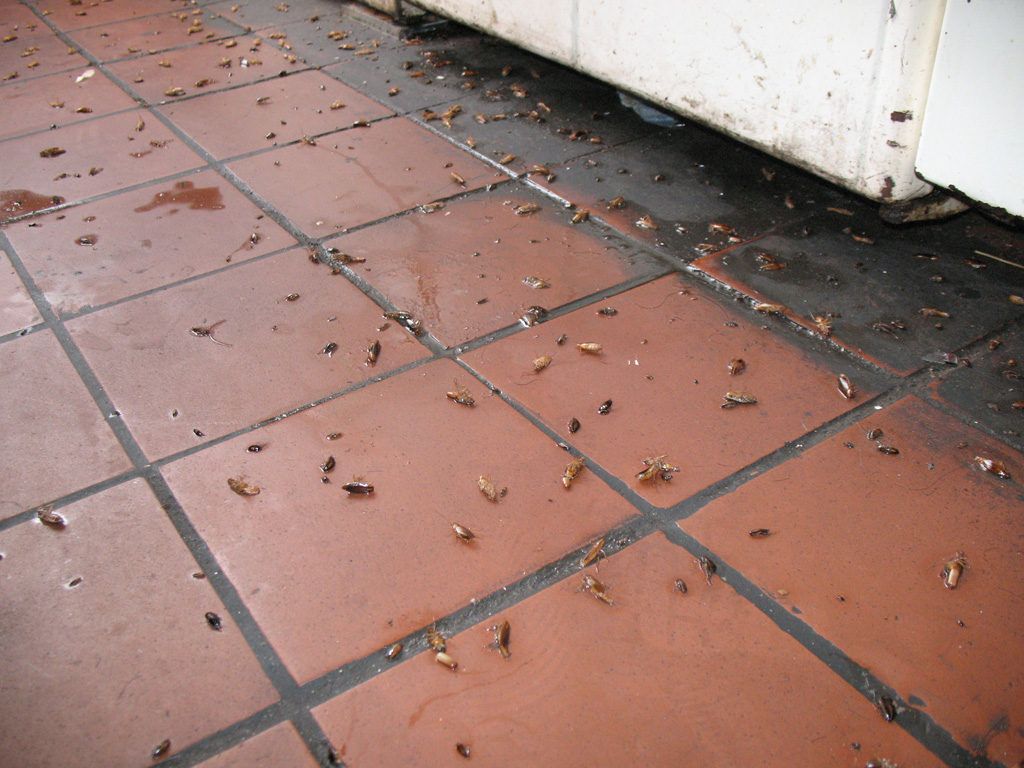Уничтожение тараканов в квартире в Тюмени 