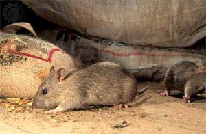 Дератизация от грызунов от крыс и мышей в Тюмени