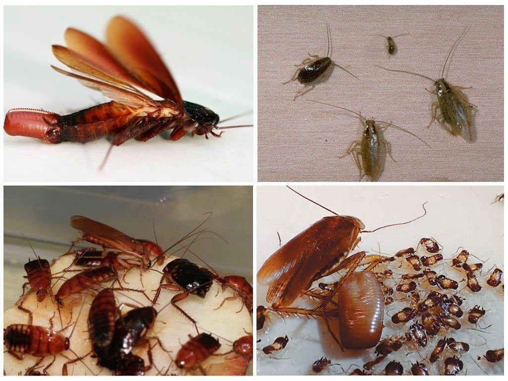 Уничтожение тараканов в квартире в Тюмени 