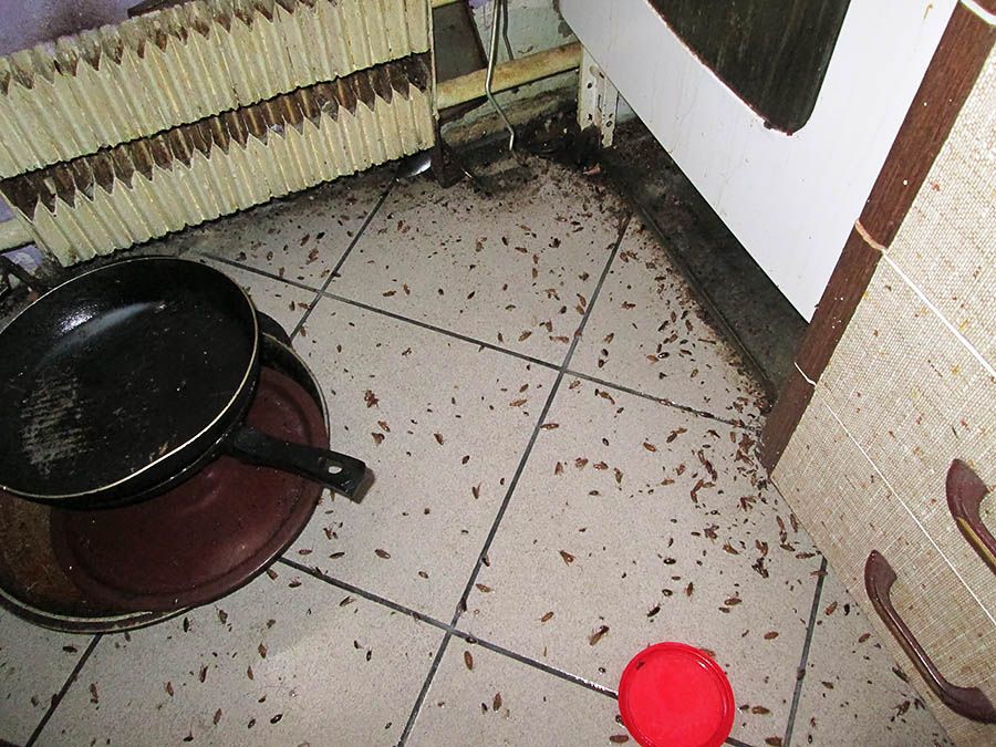 Санэпидемстанция от тараканов в Тюмени, вызвать, цены